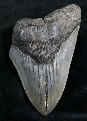 Bargain Megalodon Tooth - South Carolina #7501